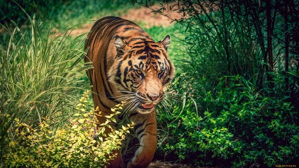 Tiger Ist Ein Schönes Und Räuberisches Tier — Stockfoto