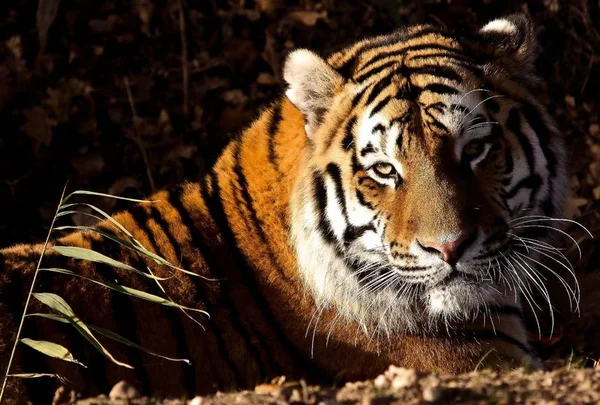Tygrys Piękne Drapieżne Zwierzę — Zdjęcie stockowe