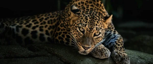 Leopard Είναι Ένα Όμορφο Και Χαριτωμένο Ζώο Royalty Free Φωτογραφίες Αρχείου