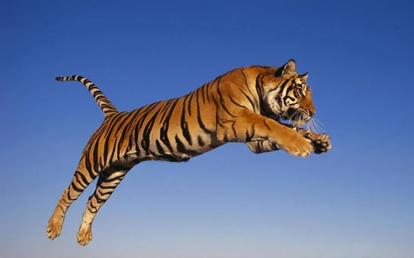 Tiger Beautiful Predatory Animal — Stock Photo, Image