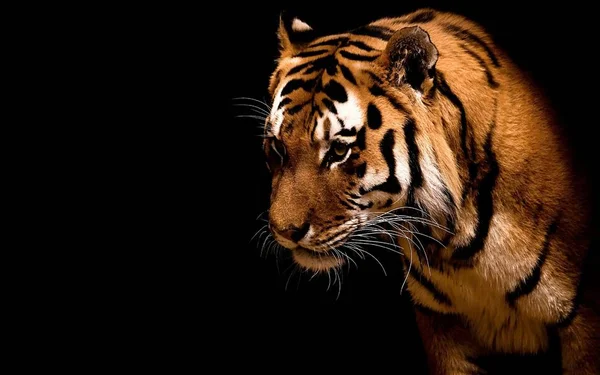 Tigre Animale Bello Predatore — Foto Stock