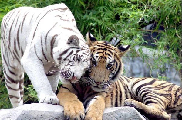 Тигр Красивое Хищное Животное — стоковое фото