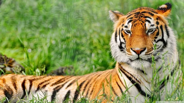 老虎是一种美丽的掠夺性动物 — 图库照片