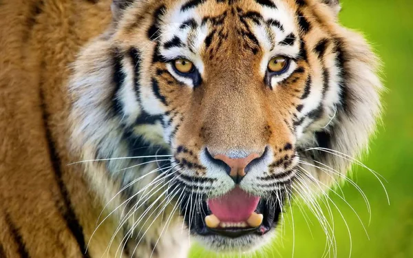 Tigre Est Animal Magnifique Prédateur — Photo