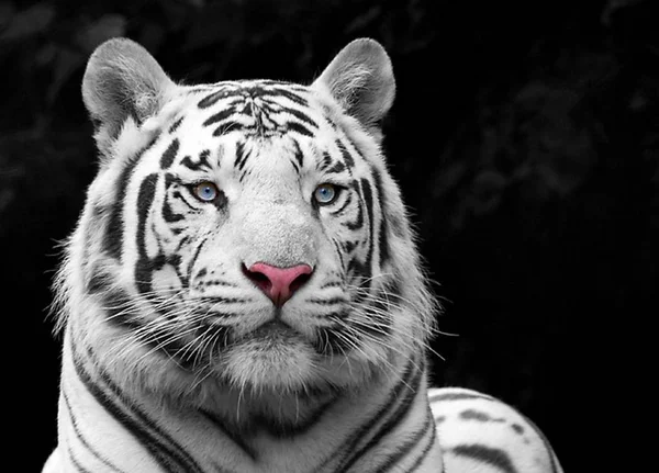 Tiikeri Kaunis Saalistava Eläin — kuvapankkivalokuva