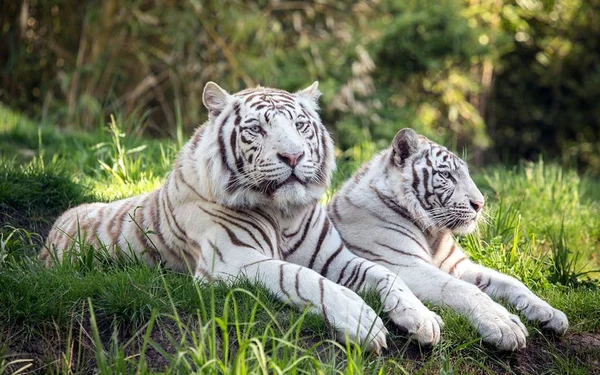 Tiger Ist Ein Schönes Und Räuberisches Tier — Stockfoto