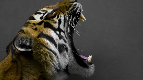 Тигр Красива Хижа Тварина — стокове фото