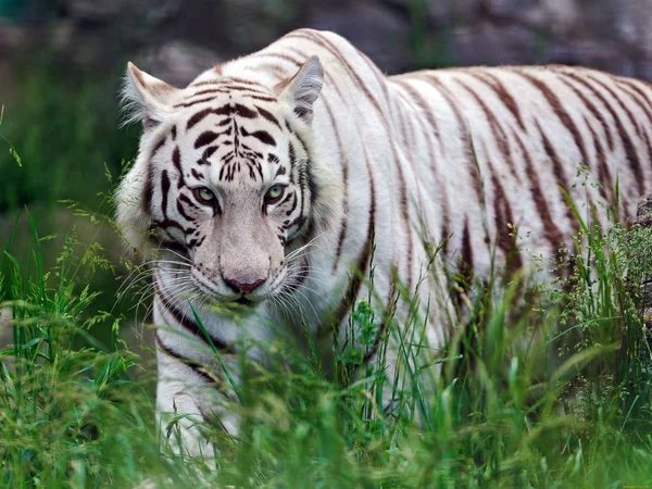 Tigre Animal Bonito Predador — Fotografia de Stock