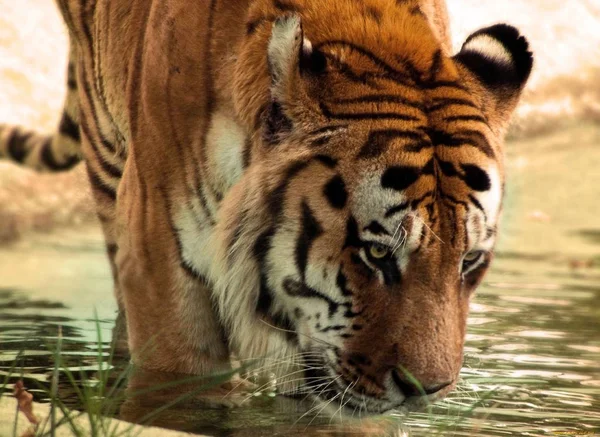 Tigre Animale Bello Predatore — Foto Stock