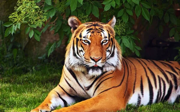 Tiger Ist Ein Schönes Und Räuberisches Tier — Stockfoto