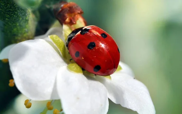 Coccinelle Bel Insecte Rouge — Photo