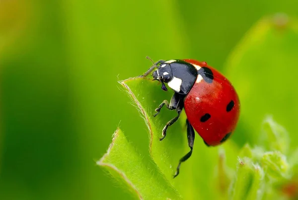 Coccinella Bellissimo Insetto Rosso — Foto Stock