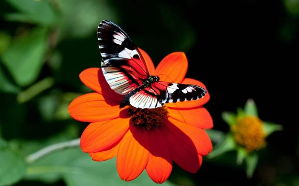 Papillon Est Insecte Magnifique Lumineux — Photo