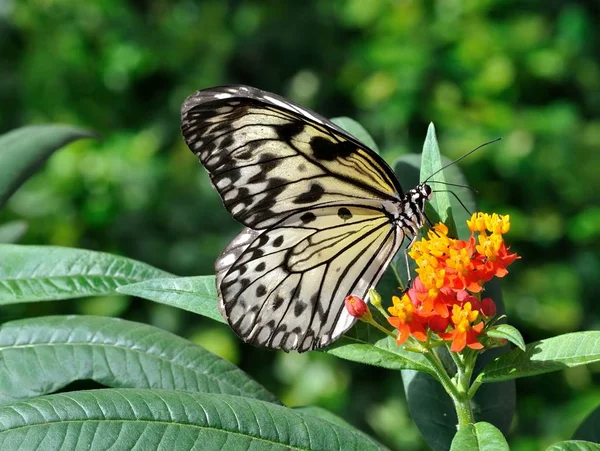 Papillon Est Insecte Magnifique Lumineux — Photo