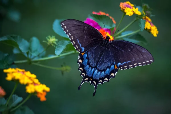 Borboleta Inseto Bonito Brilhante — Fotografia de Stock