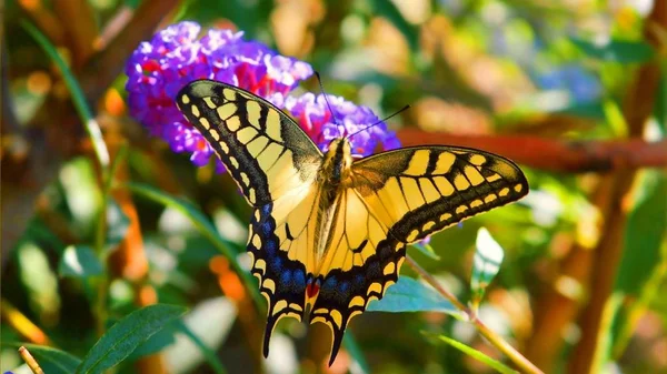 Papillon Est Insecte Magnifique Lumineux — Photo