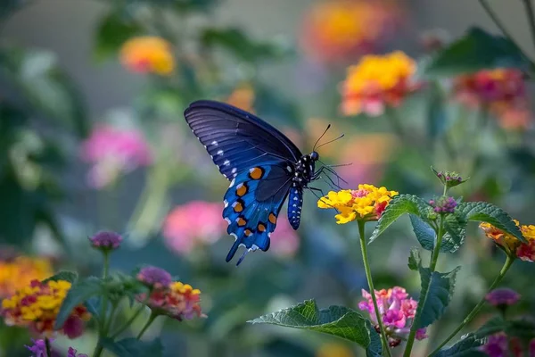 Schmetterling Ist Ein Schönes Und Helles Insekt — Stockfoto