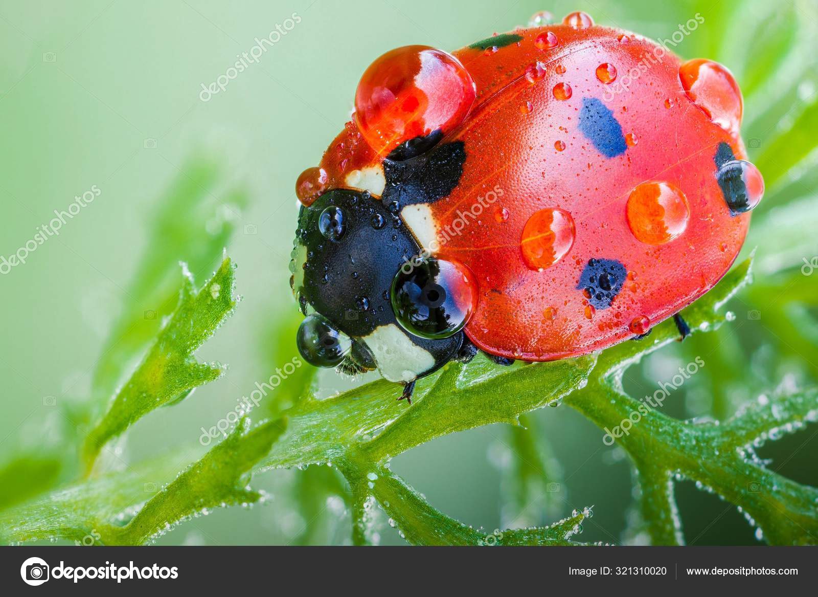 coccinelle image libre de droit