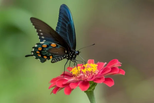 Farfalla Insetto Bello Luminoso — Foto Stock