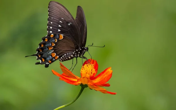 Schmetterling Ist Ein Schönes Und Helles Insekt — Stockfoto