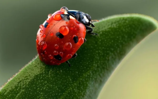 Coccinella Bellissimo Insetto Rosso — Foto Stock