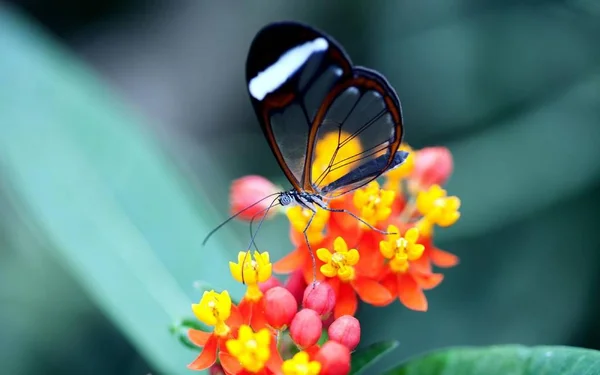 Pillangó Egy Gyönyörű Fényes Rovar — Stock Fotó