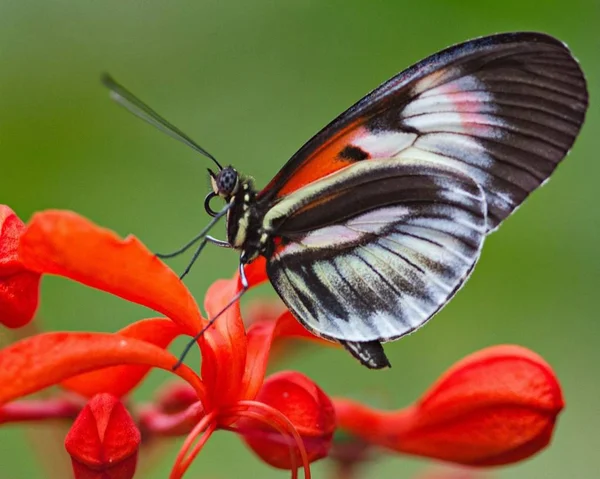蝶は美しく明るい昆虫です — ストック写真