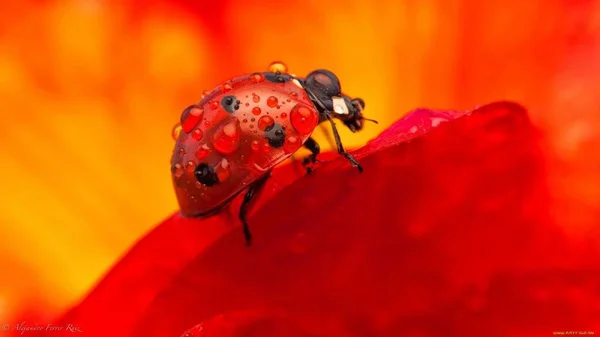 Uğur Böceği Güzel Kırmızı Böcek — Stok fotoğraf