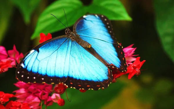 Papillon Est Insecte Magnifique Lumineux — Photo