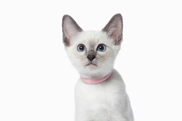 Kätzchen Ein Kleines Süßes Und Gutaussehendes — Stockfoto