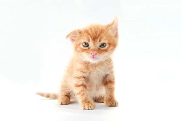 小さくて可愛くてハンサムな子猫 — ストック写真