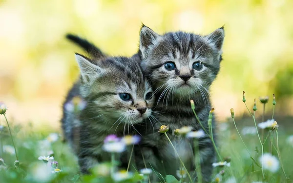 Котенок Маленький Симпатичный Красивый — стоковое фото