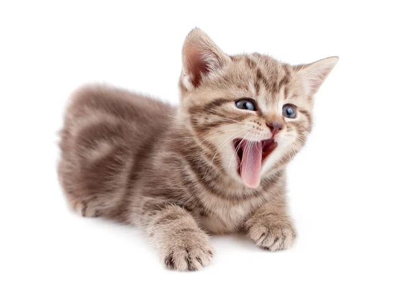 Gatinho Pequeno Bonito Bonito — Fotografia de Stock