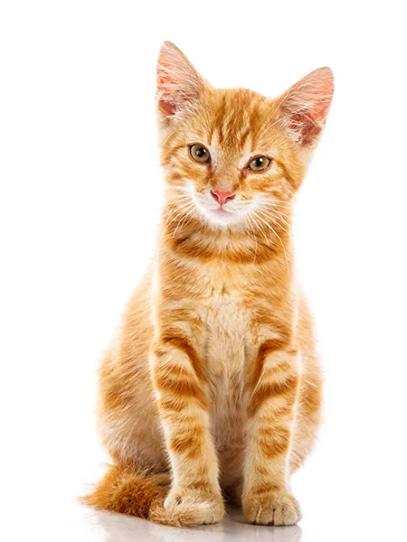 小さくて可愛くてハンサムな子猫 — ストック写真
