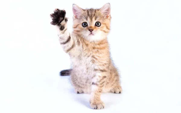 Yavru Kedi Küçük Şirin Yakışıklı — Stok fotoğraf
