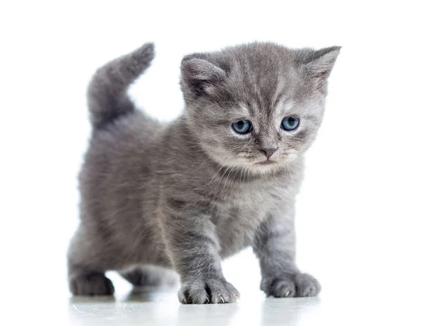 Kitten Small Cute Handsome — Stock Photo, Image