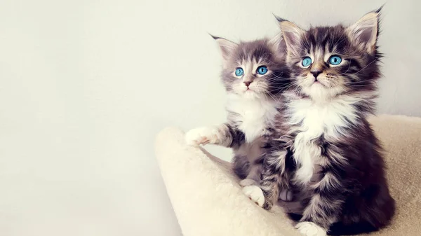 Gatinho Pequeno Bonito Bonito — Fotografia de Stock