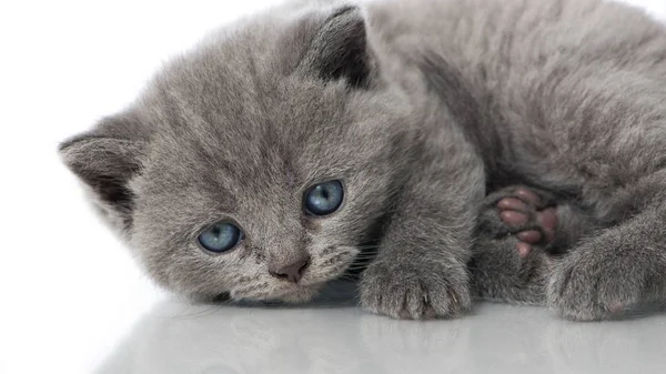 小猫又小又可爱又英俊 — 图库照片