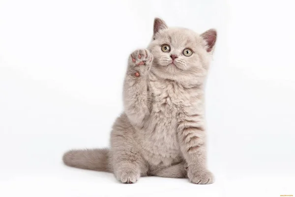 Kätzchen Ein Kleines Süßes Und Gutaussehendes — Stockfoto