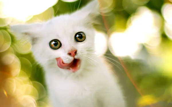 Котенок Маленький Симпатичный Красивый — стоковое фото