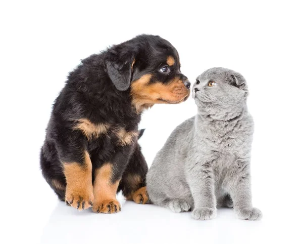 Rottweilerovo štěně očichává skotské kotě. Izolováno na bílém bac — Stock fotografie