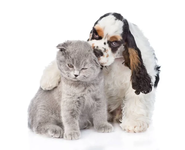 Cocker Spaniel filhote de cachorro abraçando e lambendo gatinho jovem. isolar — Fotografia de Stock