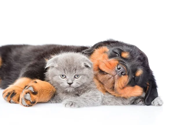 Спящий щенок ротвейлера обнимает маленького котенка. Isolated on whit — стоковое фото