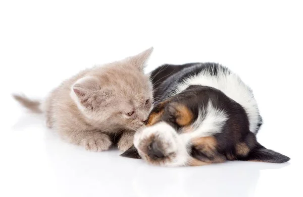 Gatinho farejando cachorro adormecido. isolado em fundo branco — Fotografia de Stock