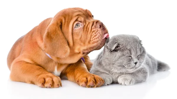 Filhote Cachorro Gatinho Casal Bonito — Fotografia de Stock