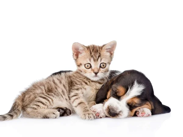 Filhote Cachorro Gatinho Casal Bonito — Fotografia de Stock