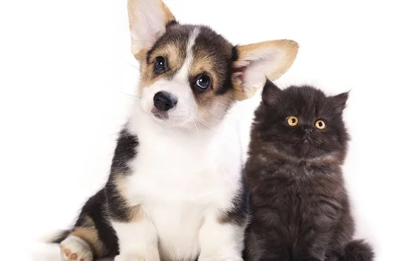 Filhote Cachorro Gatinho Casal Bonito — Fotografia de Stock