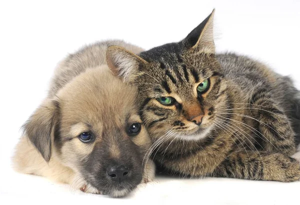 Kedi ve köpek. — Stok fotoğraf