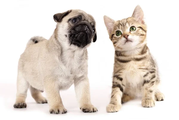 Puppy Kitten Cute Couple — Stock Photo, Image