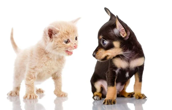 Yavru Köpek Kedi Yavrusu Şirin Bir Çift — Stok fotoğraf